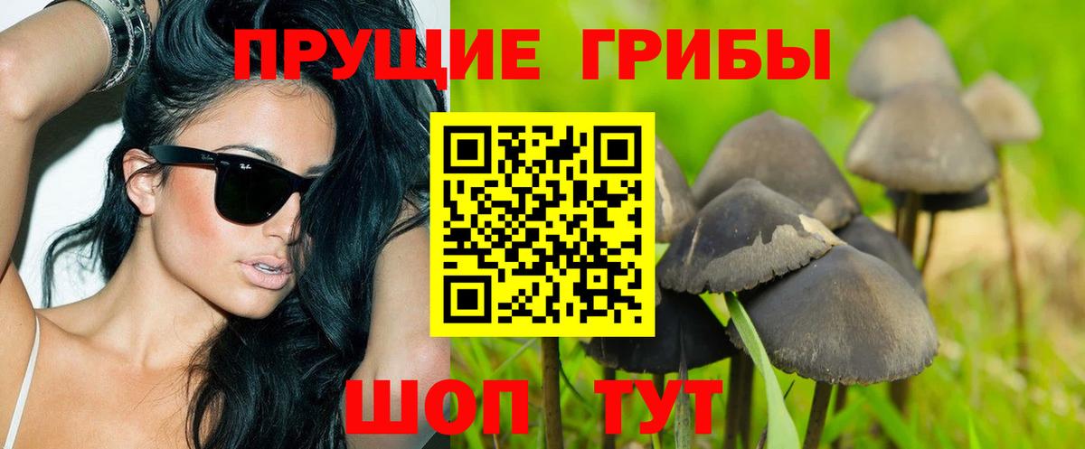 Псилоцибиновые грибы Psilocybe Клин